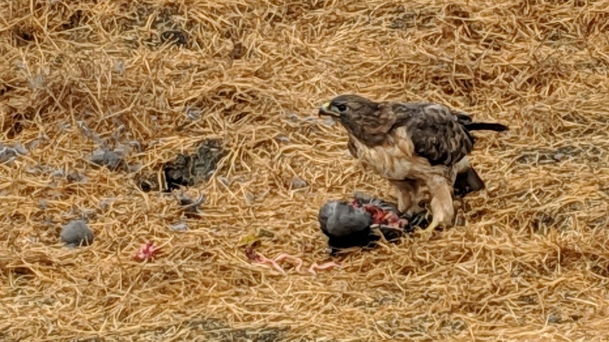 🤠 Rodeo Roundup 2018 Week #47